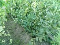 IMG_20260517_175539