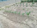 IMG_20260520_175257