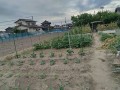 IMG_20260520_175300