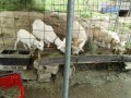 IMG_20260521_093925
