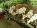 IMG_20260521_093932