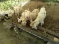 IMG_20260525_095339