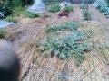 IMG_20260525_110018