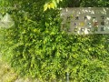 IMG_20260526_082707