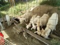 IMG_20260526_083159