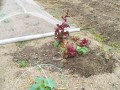 IMG_20260527_092528