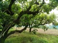 IMG_20260528_122331