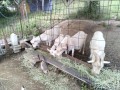 IMG_20260531_064144