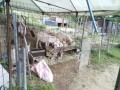 IMG_20260531_064241