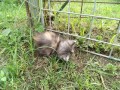 IMG_20260531_064637
