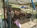 IMG_20260601_084250