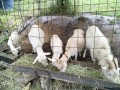 IMG_20260602_084649