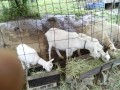IMG_20260602_084701