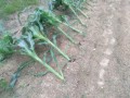 IMG_20260603_114801