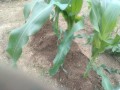 IMG_20260603_114804