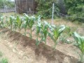 IMG_20260603_115316