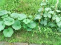 IMG_20260608_151702