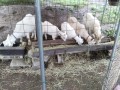 IMG_20260609_083455