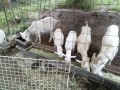 IMG_20260609_083503