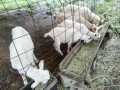 IMG_20260609_083522