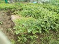 IMG_20260609_101553