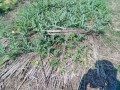 IMG_20260611_092639