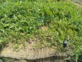 IMG_20260611_102102