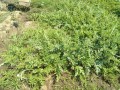 IMG_20260611_102112