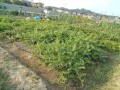 IMG_20260611_171707
