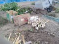 IMG_20260617_113758