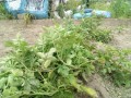 IMG_20260617_163039