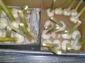 IMG_20260618_171132