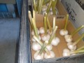 IMG_20260618_171140
