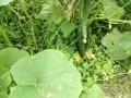 IMG_20260619_092756