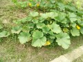 IMG_20260619_092827