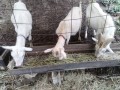 IMG_20260628_100329