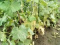 IMG_20260628_114925