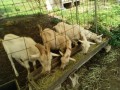IMG_20260629_090341