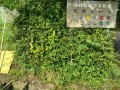 IMG_20260702_081121