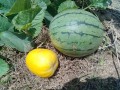 IMG_20260703_111653