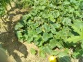 IMG_20260703_111656