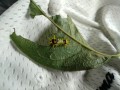 IMG_20260705_102542