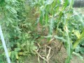 IMG_20260705_183024
