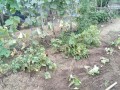 IMG_20260705_183100