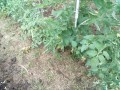 IMG_20260705_183103