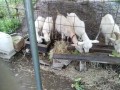IMG_20260706_063648