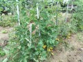 IMG_20260706_184206
