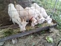 IMG_20260707_091351