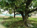 IMG_20260709_121239