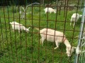 IMG_20260716_091310